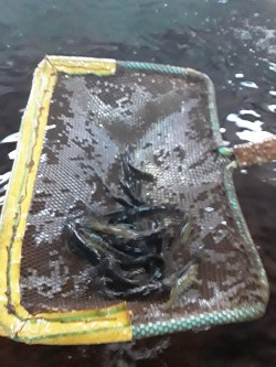 27.09.2019. Экскурсия на Солзенский производственно-экспериментальный лососевый завод. 27.09.2019. Экскурсия на Солзенский производственно-экспериментальный лососевый завод.